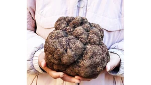 Nấm truffle khổng lồ