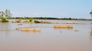 Ngư dân đặt dớn bắt cá trên các cánh đồng.