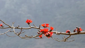 Ảnh: ANH QUÂN