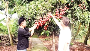 Nông dân xã Phan Sào Nam trồng vải trứng cho thu nhập cao. 