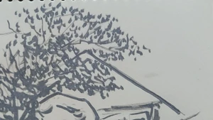 Những chậu hoa giấy