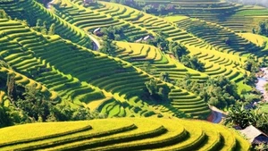 Phong cảnh ruộng bậc thang Hoàng Su Phì. (Ảnh: Báo Nhân Dân)
