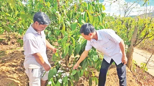 Ông A Đliêu (bên trái) chia sẻ với cán bộ địa phương về hiệu quả từ chuyển đổi cây trồng.