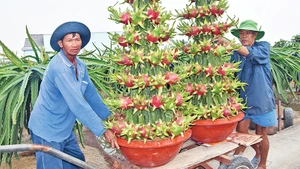 Thanh long trồng trong chậu được sắp xếp rất đẹp.