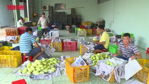 [Video] Xoài Việt Nam chiếm lĩnh thị trường Trung Quốc
