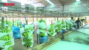 [Video] Sản phẩm chuối Gia Lai chinh phục các thị trường khó tính