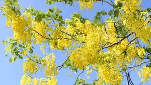 Mùa hoa hoàng yến. (Ảnh: THẾ DƯƠNG)