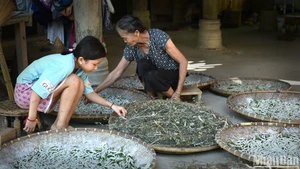 Nghề nuôi tằm ở bản Hoa Tiến, xã Châu Tiến, huyện Quỳ Châu, tỉnh Nghệ An. (Ảnh: VŨ LINH)