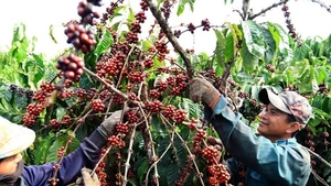 Thu hoạch cà-phê. Ảnh: TTXVN