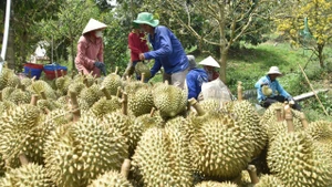 Nhờ chuyển đổi sang trồng sầu riêng, nhiều nông dân ở Tiền Giang đã vươn lên làm giàu.