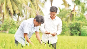 Nông dân Hợp tác xã Dịch vụ Nông nghiệp Thắng Lợi (huyện Tháp Mười, tỉnh Đồng Tháp) thăm lúa sản xuất thí điểm thực hiện Đề án 1 triệu héc-ta lúa chất lượng cao, phát thải thấp.