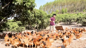 Gà đồi Yên Thế được chăn thả trong vườn đồi tự nhiên. (Ảnh Việt Hưng)