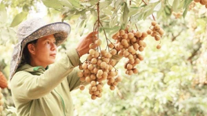 Sơn La hiện có 19.800 ha nhãn, ước sản lượng đạt 155.000 tấn.
