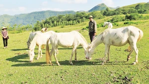 Nhiều hộ nông dân ở thôn Thác Mạ, xã Hữu Kiên, Chi Lăng (Lạng Sơn), vay vốn ưu đãi chăn nuôi ngựa bạch thương phẩm.