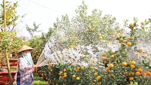 Người trồng quất cảnh tại Hội An rất phấn khởi vì vụ Tết Nguyên đán Ất Tỵ năm 2025 được mùa, được giá.
