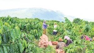 Người dân xã Đăk Krong, huyện Đăk Đoa vào cao điểm mùa thu hoạch cà-phê.
