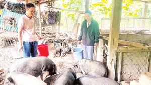 Anh Hồ Văn Thằn (trái) giới thiệu mô hình chăn nuôi lợn bản.