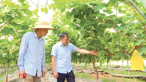 Mô hình trồng nho sữa Hàn Quốc ở xã An Sinh, thị xã Đông Triều, phát triển tốt, phù hợp với thổ nhưỡng.