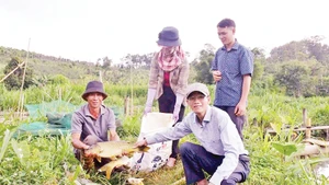 Mô hình nuôi cá chép giòn của gia đình ông Đinh Văn Điệp thu lãi 400 triệu đồng mỗi năm.