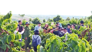 Sản xuất theo chuỗi liên kết trên các loại cây trồng đã mang lại kết quả vượt trội.