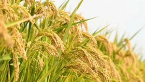 Ngành nông nghiệp vươn tới thị trường toàn cầu