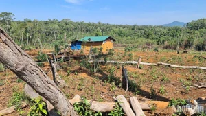 Nhiều diện tích rừng trên lâm phần do Công ty TNHH MTV Đắk N'Tao quản lý đã bị người dân lấn chiếm canh tác, làm nhà ở.
