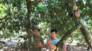 Nông dân xã Đức Liễu (huyện Bù Đăng, Bình Phước) trồng ca cao dưới tán điều theo hướng hữu cơ và kinh tế tuần hoàn cho thu nhập cao. (Ảnh: CTV)