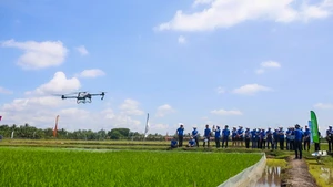 Ứng dụng máy bay không người lái để phun thuốc bảo vệ thực vật tại Đồng bằng sông Cửu Long. (Ảnh: Đỗ Hương)
