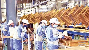 Sản xuất chế biến gỗ tại Công ty Cổ phần Woodsland Tuyên Quang. (Ảnh THANH PHÚC)