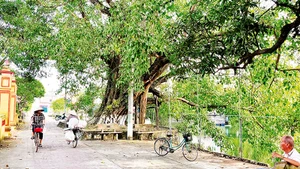 Cây bồ đề hơn 900 tuổi ở chùa làng cổ Dịch Diệp, huyện Trực Ninh, tỉnh Nam Định.
