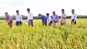 Cán bộ chức năng tỉnh Hậu Giang đánh giá chất lượng giống lúa trồng khảo nghiệm ở vùng đất phèn, mặn của huyện Long Mỹ trong vụ lúa hè thu.