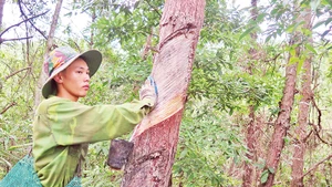 Người dân ở xã Bắc Xa, Đình Lập (Lạng Sơn), khai thác nhựa thông, xuất khẩu.