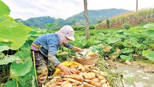 Người dân ở thôn Bản Lành, xã Hòa Cư, Cao Lộc (Lạng Sơn), thu hoạch củ sen dưới chân ruộng lúa.