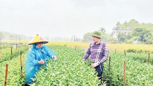 Phát triển nghề trồng hoa Tết tại xã Thạch Bình, huyện Nho Quan. (Ảnh Thùy Dung)