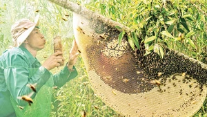Anh Phạm Duy Khanh, xã Khánh Bình Tây Bắc, huyện Trần Văn Thời, thu hoạch mật ong.