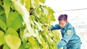 Chiến sĩ chăm sóc vườn rau xanh. 
