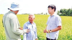 Lãnh đạo Tỉnh ủy Đồng Tháp (người bên phải) thăm mô hình lúa sinh thái của nông dân.