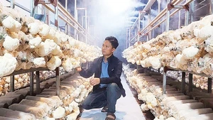 Khu sản xuất nấm của anh Nguyễn Văn Tú, Chủ tịch Hội đồng quản trị kiêm Giám đốc điều hành Hợp tác xã Đầu tư sản xuất và thương mại phát triển nấm sạch Việt Tú.