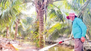 Gia đình ông Hồ Văn Tư (xã Phong Nẫm, huyện Giồng Trôm, tỉnh Bến Tre) chuyển toàn bộ 3 ha lúa sang trồng dừa do hạn, mặn gay gắt. 
