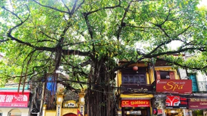 Phố Hàng Gai. Ảnh | Khiếu Minh