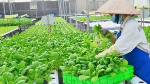 Sản xuất nông nghiệp công nghệ cao tại Hà Nội. 