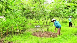 Hội viên chăm sóc cây măng lục trúc tại Hợp tác xã Măng lục trúc lâm sinh Ngọc Châu.