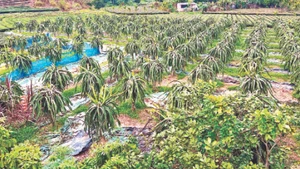 Mô hình trồng cây thanh long ở xã Quảng Thịnh, huyện Hải Hà ngày càng mang lại giá trị kinh tế cho người dân.