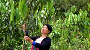 Bí thư Chi bộ thôn Khe Tắm Bàn Thị Nhắn chăm sóc đồi quế của gia đình.