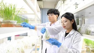 Nghiên cứu sinh Viện Di truyền Nông nghiệp kiểm tra mẫu giống cây trồng. (Ảnh: QUANG PHONG) 