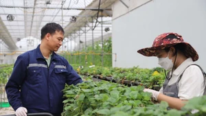 Hợp tác xã Rau quả sạch Chúc Sơn (huyện Chương Mỹ, Hà Nội) sử dụng công nghệ AI trong sản xuất nông nghiệp.