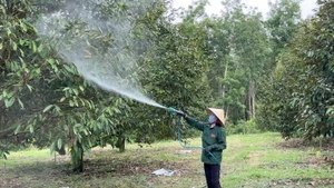 Nông dân trồng sầu riêng tại tỉnh Kon Tum đang phun chế phẩm Bamebe cho cây.