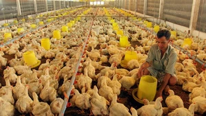 Chăn nuôi gà số lượng lớn hiệu quả hơn nhờ áp dụng công nghệ kiểm soát nhiệt độ, thức ăn nước uống trong chuồng.