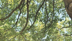 Ngày hạ chí rộn ràng.