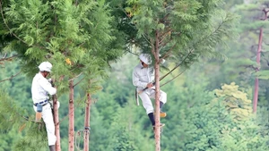 Cắt tỉa cành tuyết tùng đỏ tại đồn điền Kitayama (Nhật Bản).